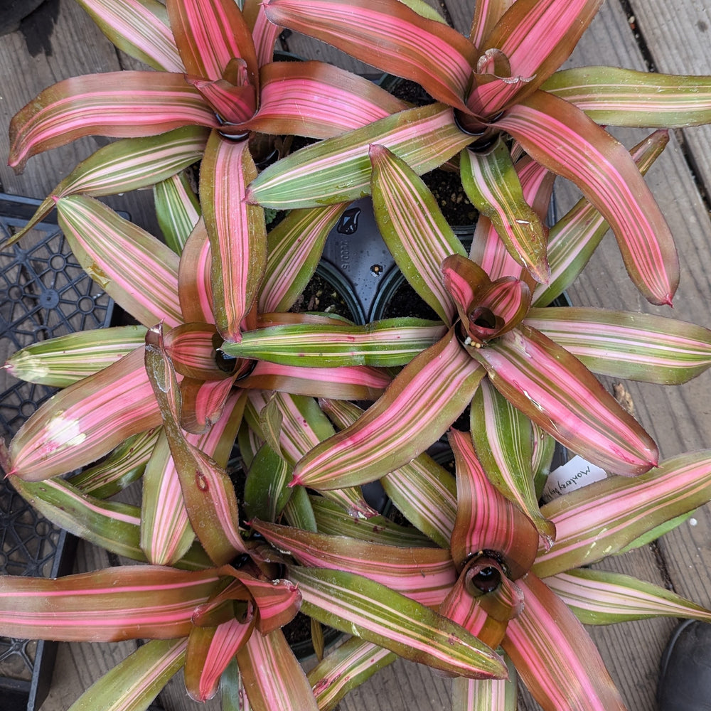 Neoregelia 'Fancy'