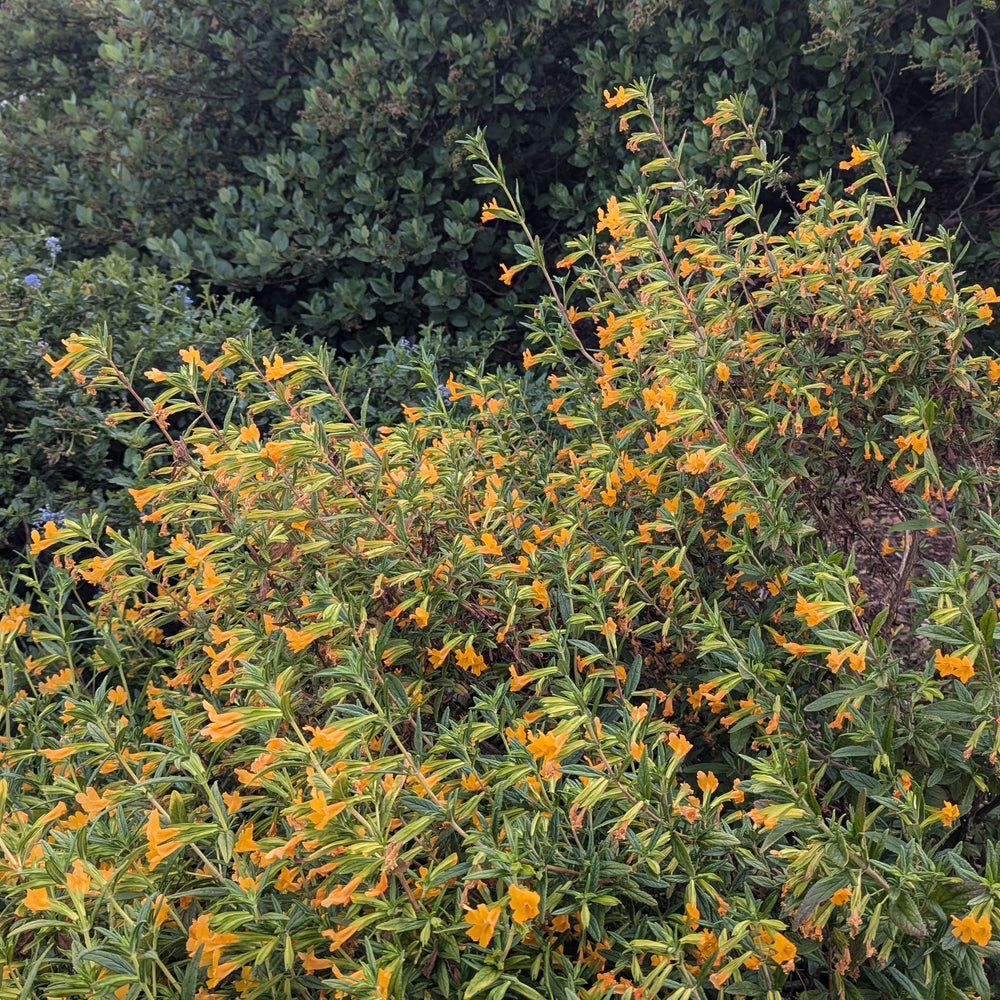 Diplacus (Mimulus) aurantiacus
