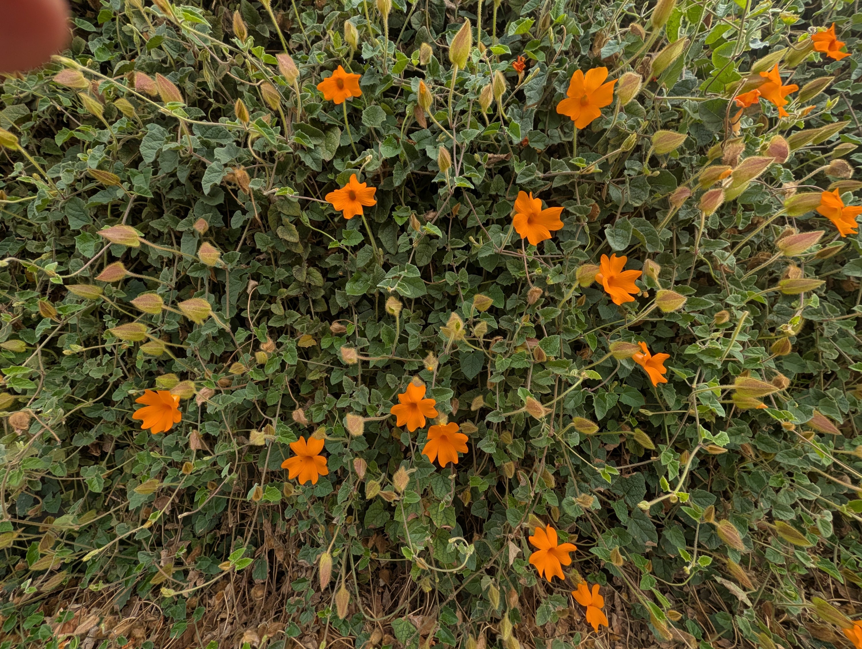 Thunbergia gregorii