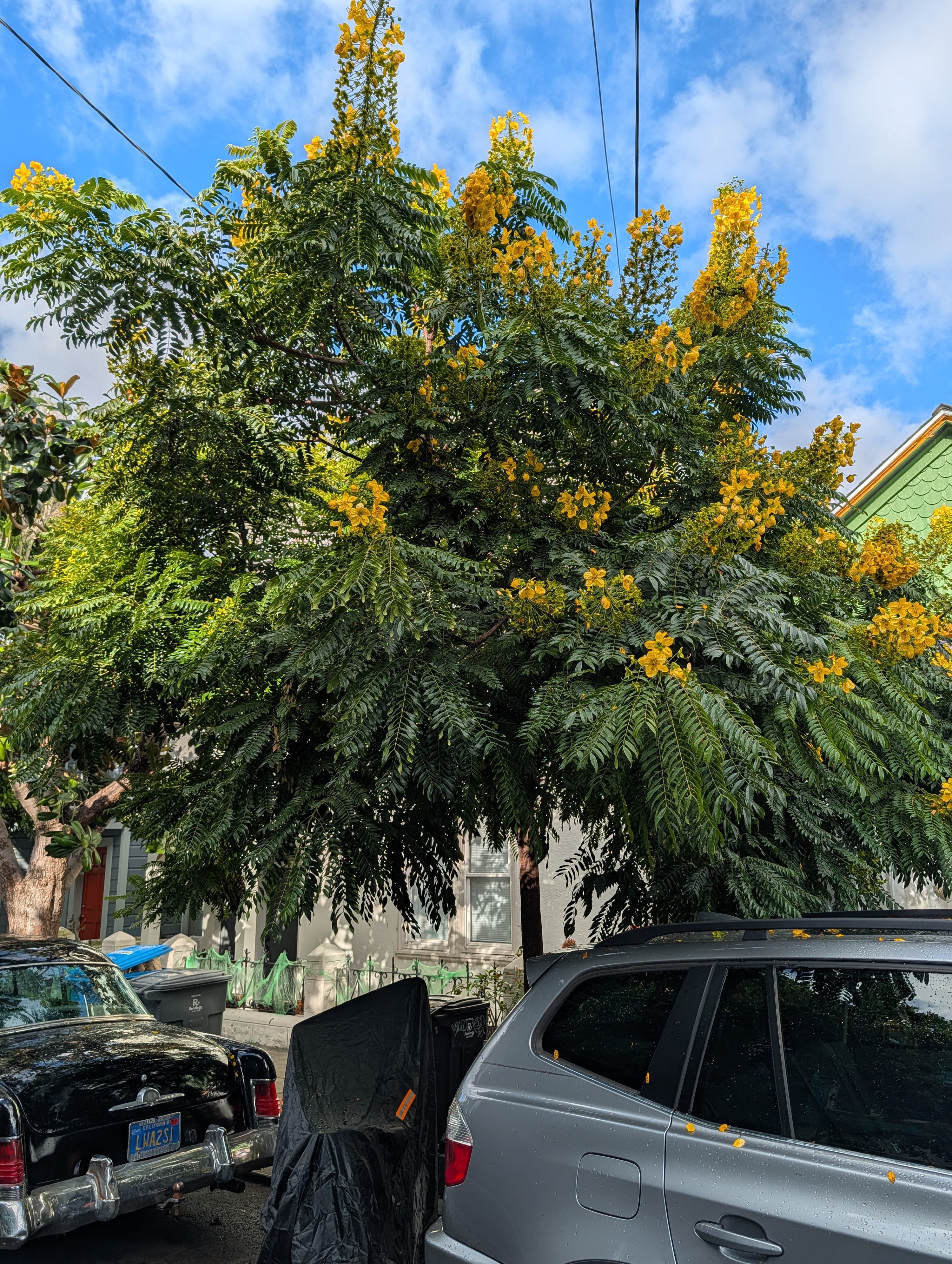 Cassia leptophylla