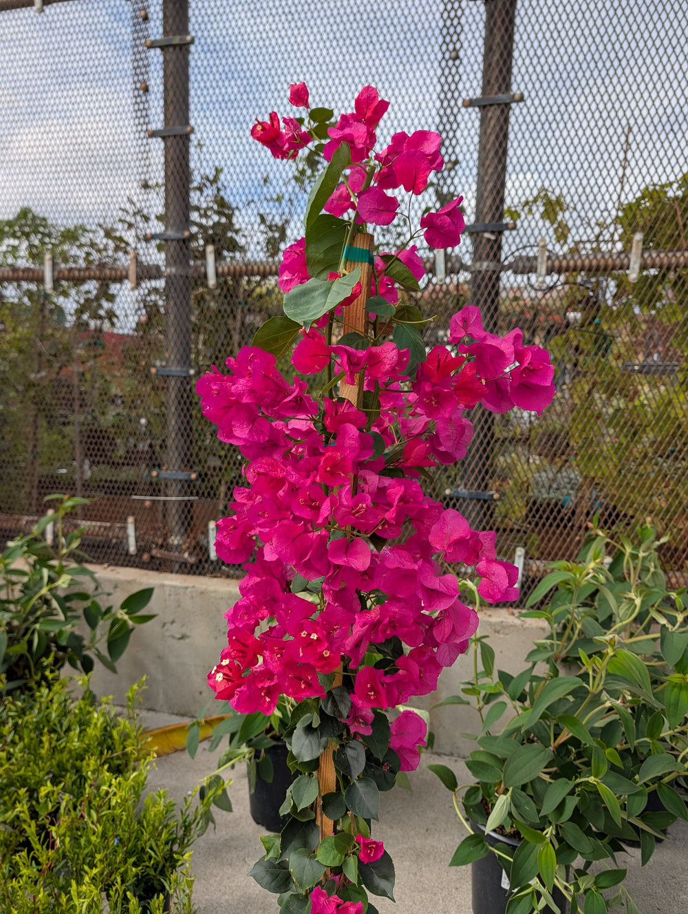 Bougainvillea 'San Diego Red'