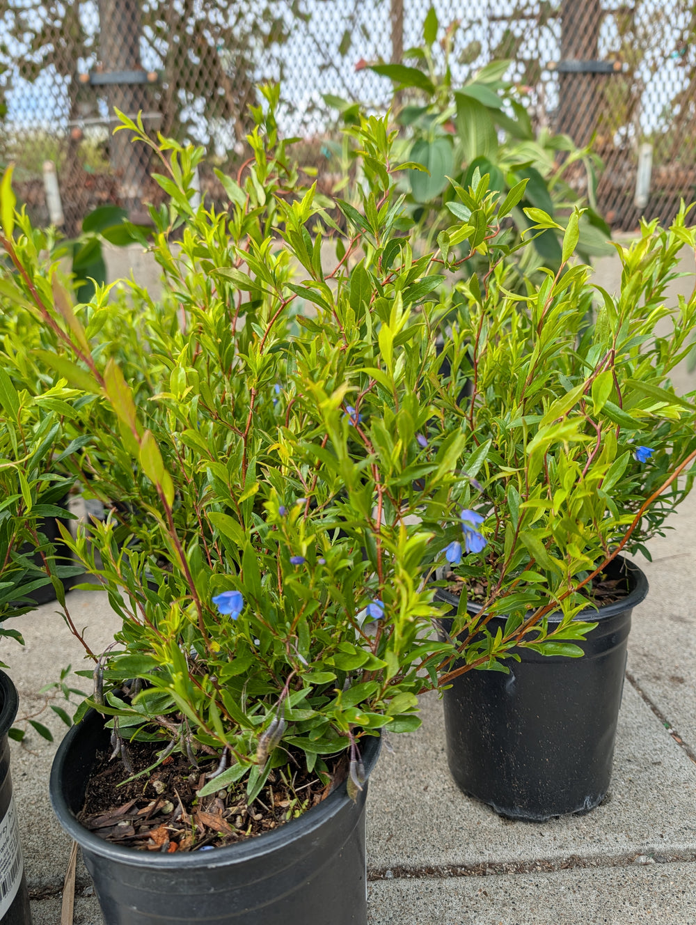 Sollya heterophylla 'Monterey Bay Sapphire'