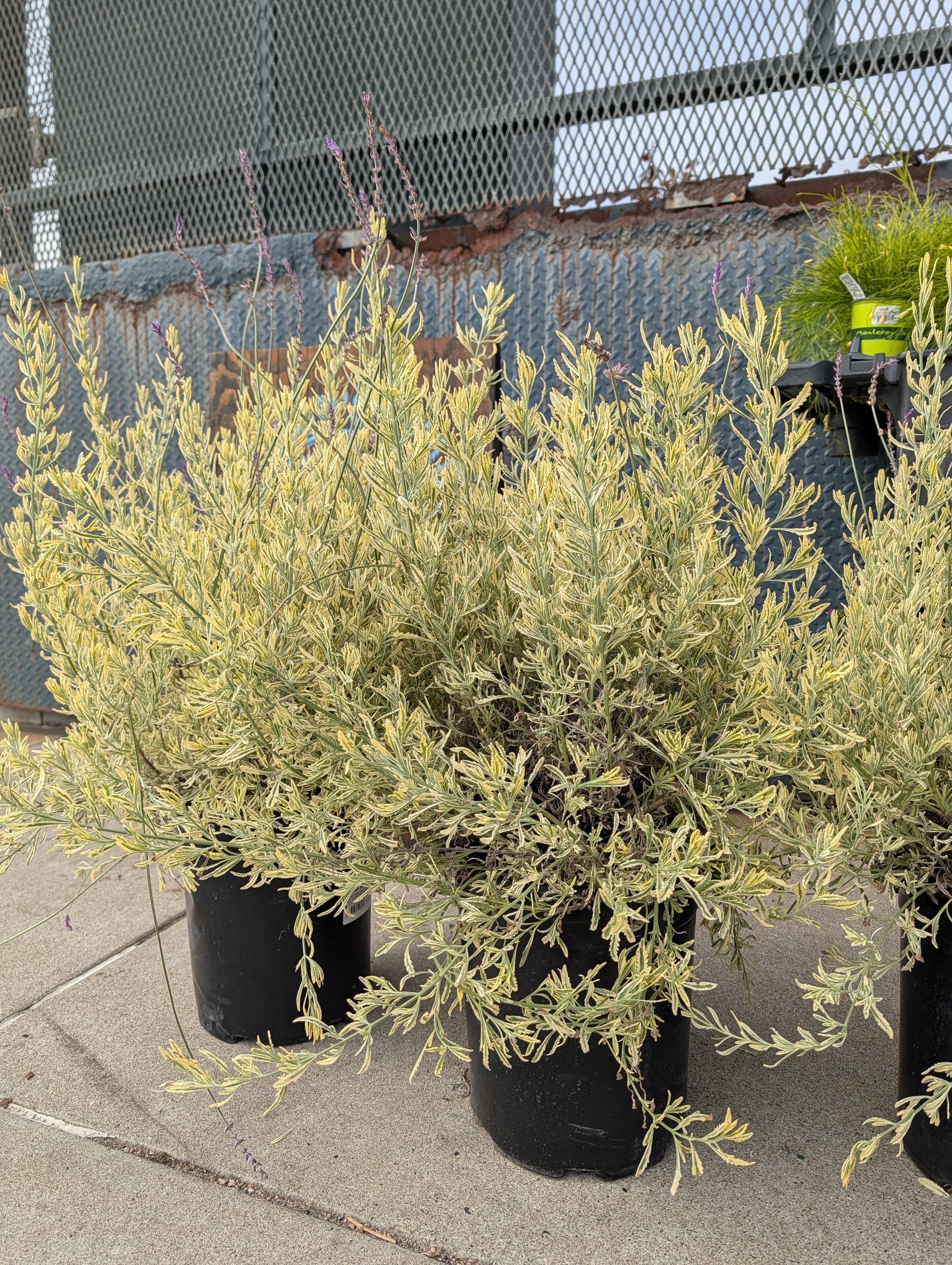 variegated lavender plants Lavandula allardii 'Meerlo' (French Lavender) – Heron's Head Nursery