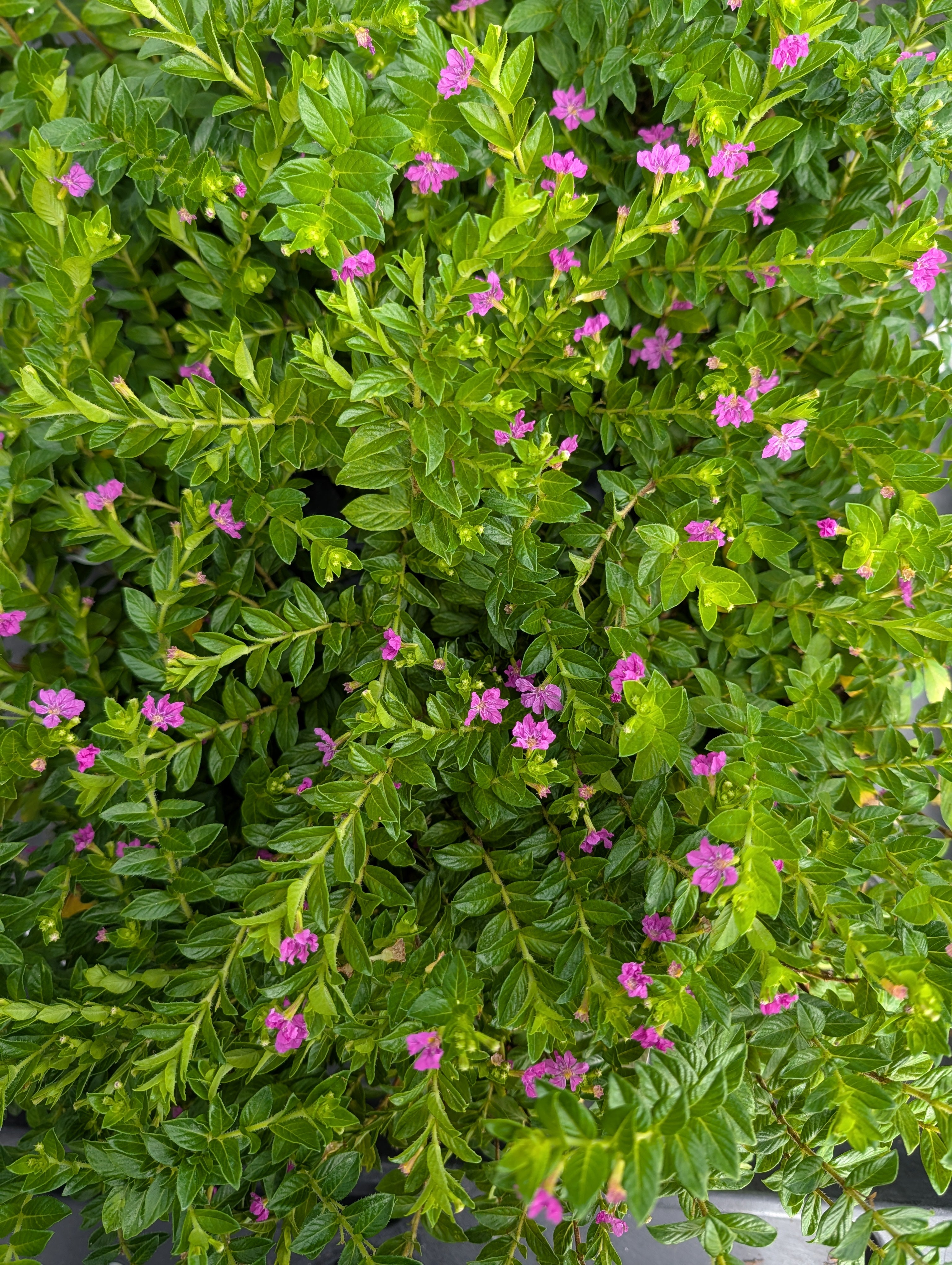 Cuphea hyssopifolia 'Allyson Lavender' – Heron's Head Nursery