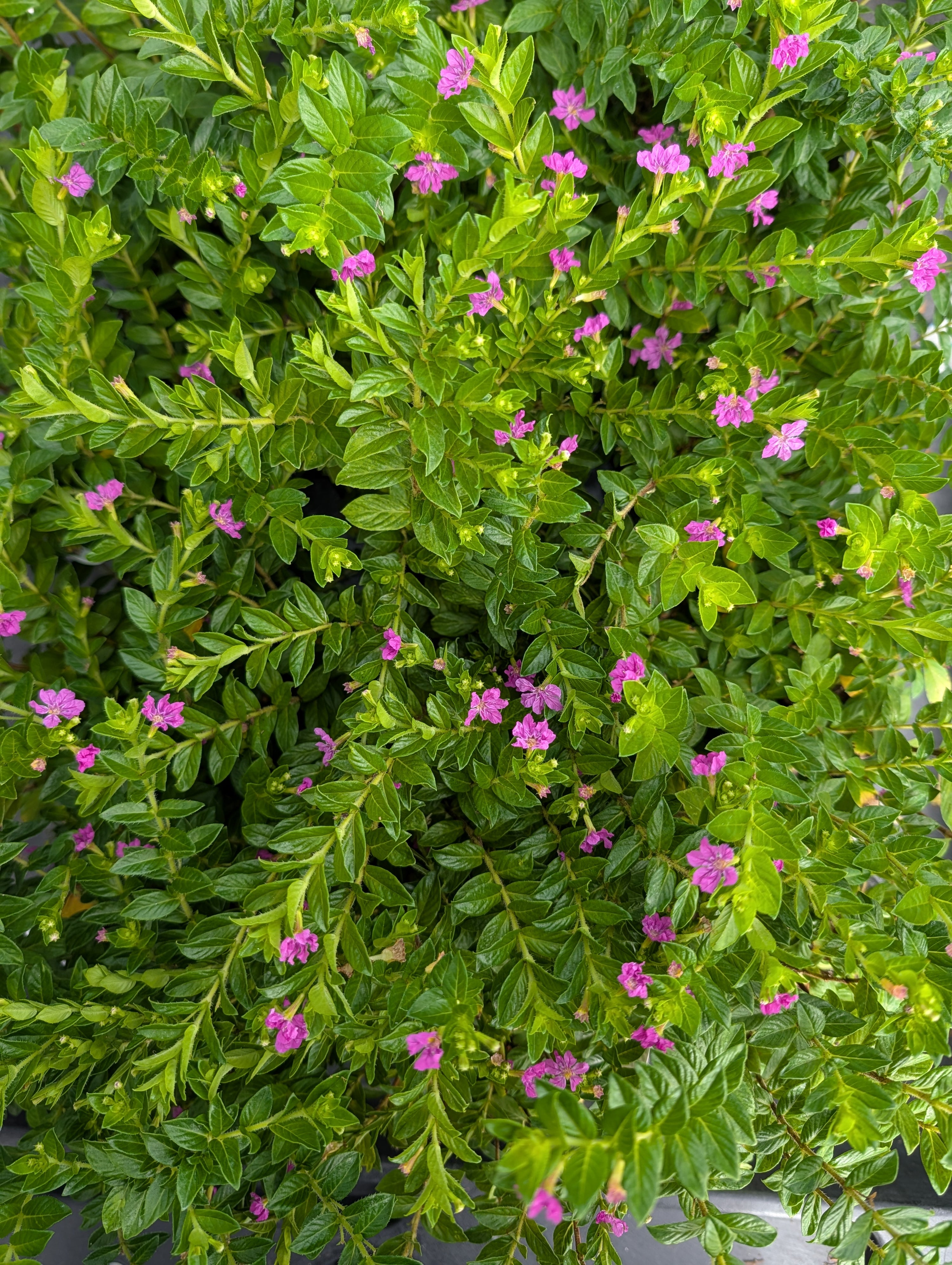 lavender heather plant Cuphea hyssopifolia 'Allyson Lavender'
