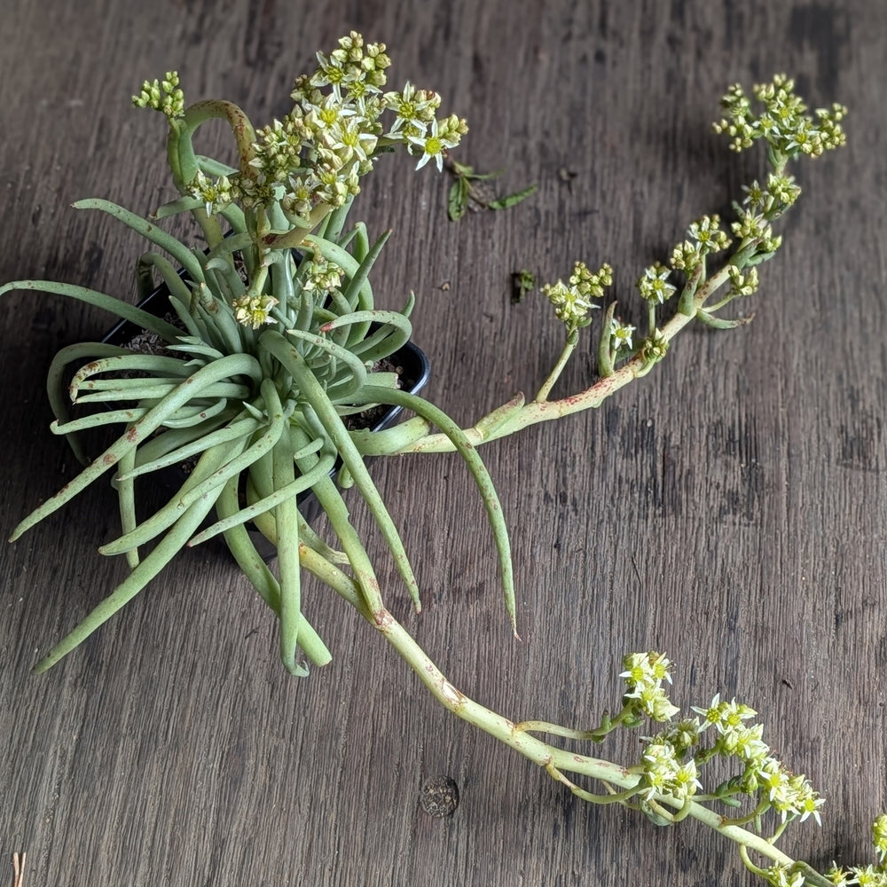 Dudleya edulis