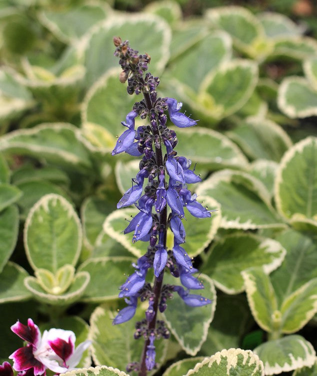 Plectranthus barbatus var. grandis ‘White Rhino’