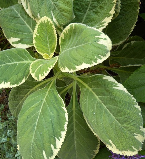 Plectranthus barbatus var. grandis ‘White Rhino’