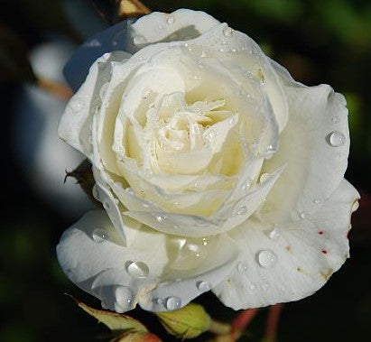 Rosa (Rose) floribunda 'Climbing Iceberg'®