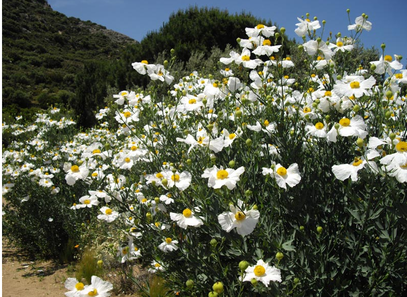 Romneya Coulteri - Thumbnail 4