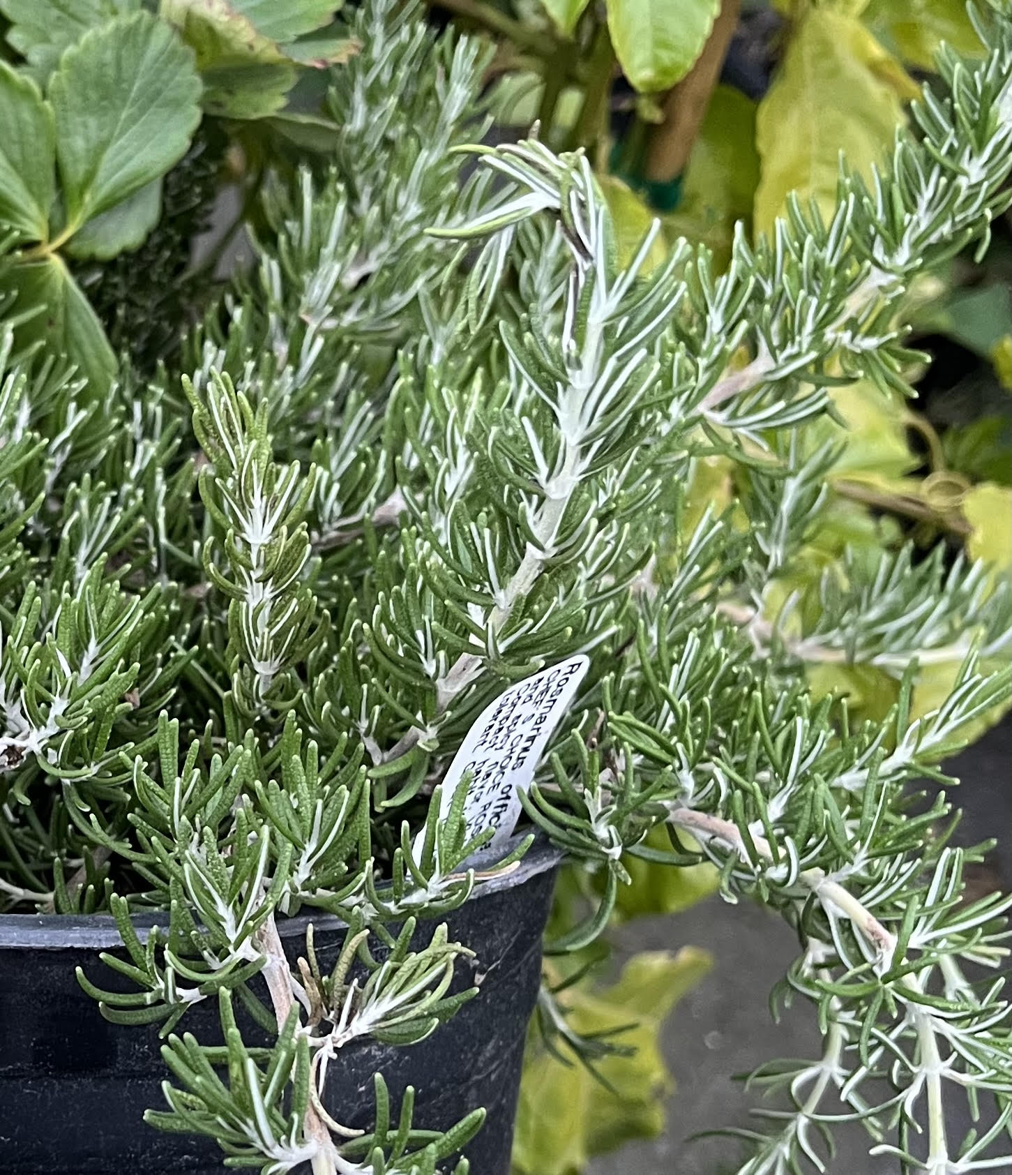 Rosmarinus officinalis 'Chef's Choice'