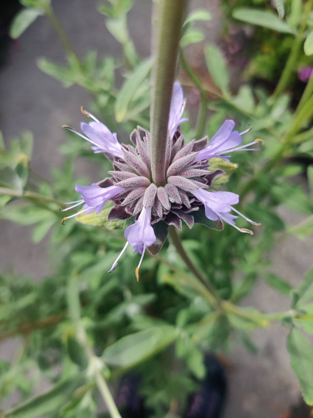 Salvia x clevelandii 'Allen Chickering'