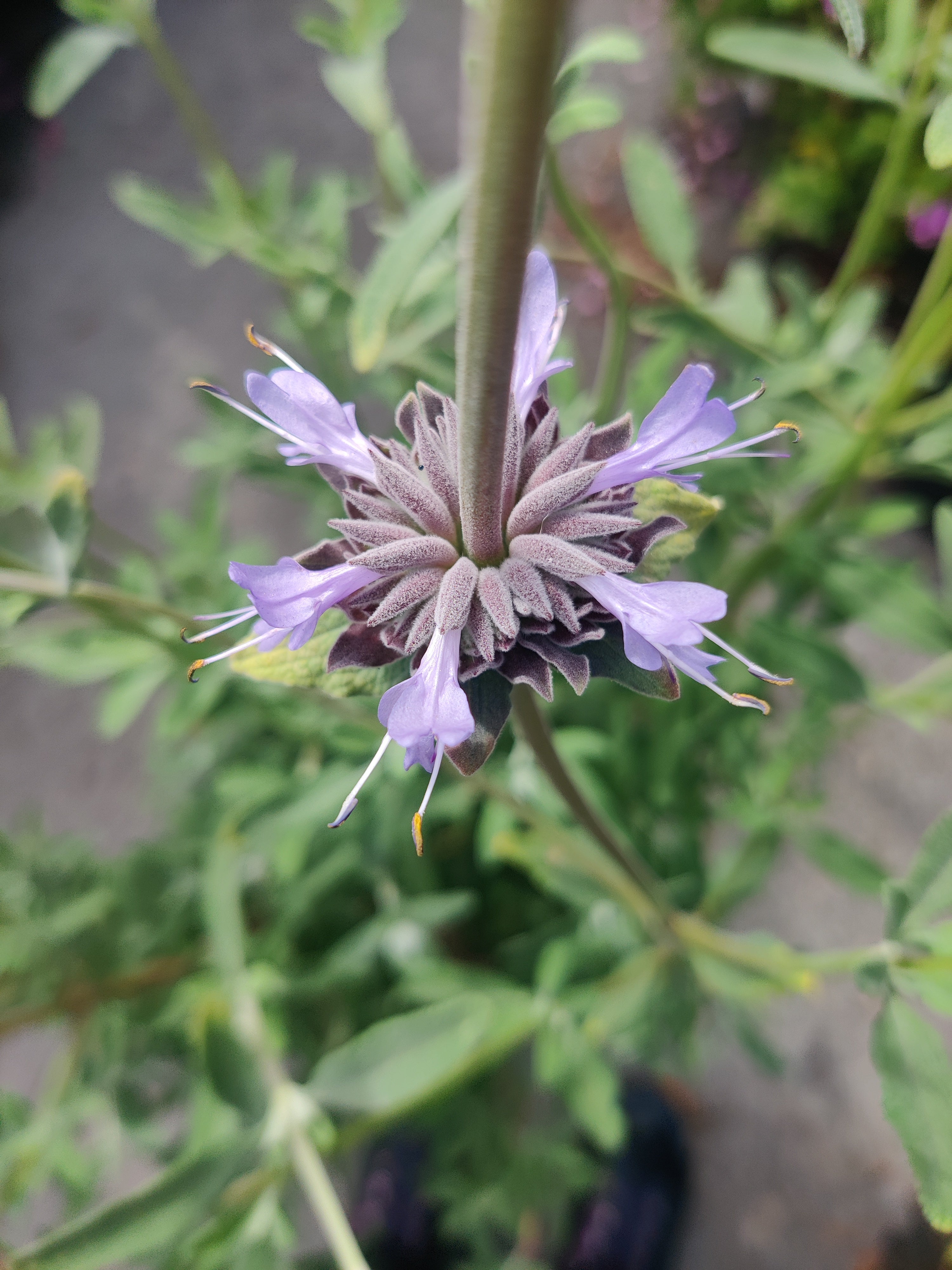 Salvia x clevelandii 'Allen Chickering'