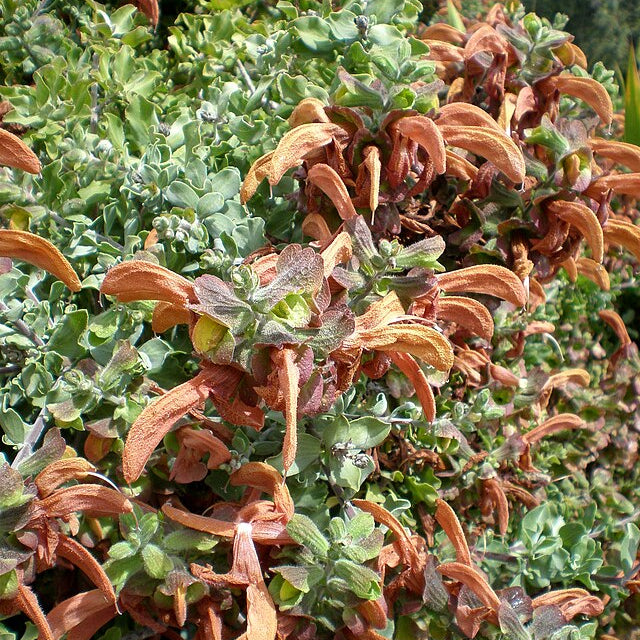 Salvia africana-lutea