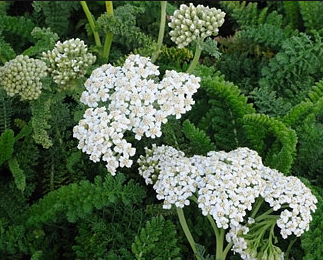 Achillea millefolium 'Shell Beach'