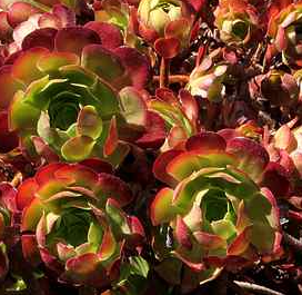 Aeonium 'Jack Catlin' – Heron's Head Nursery