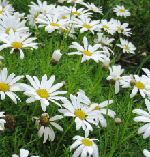 Argyranthemum frutescens 'Go Daisy Mega White'