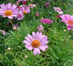 Argyranthemum frutescens 'Angelic Ruby' – Heron's Head Nursery
