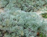 Artemisia pycnocephala 'CNPS'