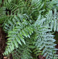austral gem bird's nest fern Asplenium 'Austral Gem' – Heron's Head Nursery