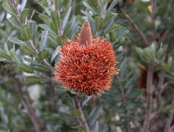 Banksia praemorsa 'Red'