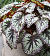 Begonia 'Harmony’s Fireworks'