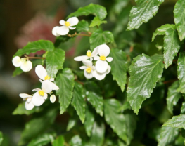 Begonia acutifolia