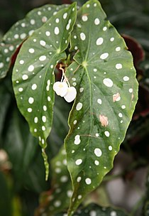 Begonia maculata 'Wightii' stk.