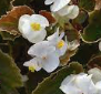 Begonia x semperflorens-cultorum 'Cocktail Whiskey'