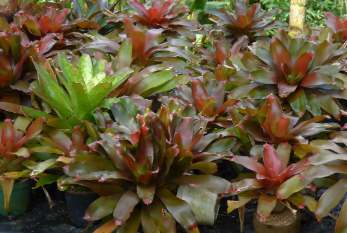 Neoregelia 'Zoe'