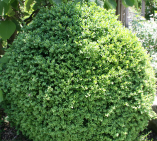 Buxus sempervirens 'Globe'