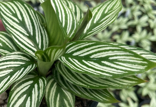 Calathea vittata