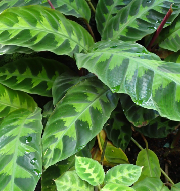 Calathea Warscewiczii