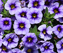 Calibrachoa 'Eyeconic Purple'
