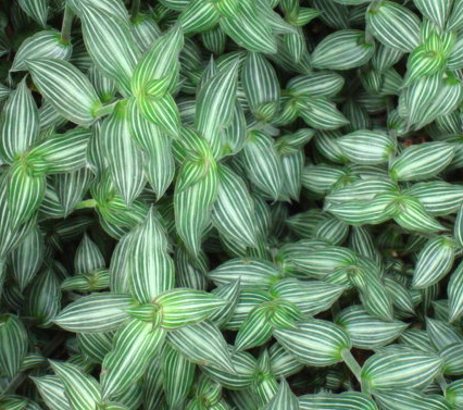 Callisia elegans