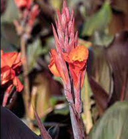 Canna 'Australia'