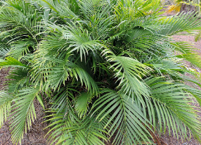 Chamaedorea cataractarum 'Cat Palm'