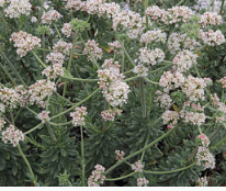 Eriogonum fasciculatum var. foliosum