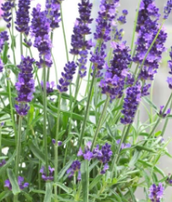 Lavandula angustifolia 'Hidcote Superior' (English Lavender)