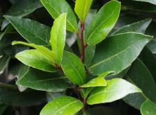 Laurus nobilis 'Compact Form'