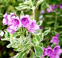 Prostanthera ovalifolia 'Variegata'