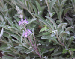 Salvia 'Bee's Bliss'