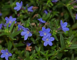 Lithodora diffusa 'Grace Ward'