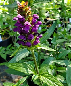 Prunella vulgaris v. lanceolata