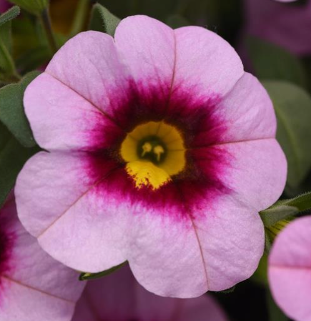 Calibrachoa 'MiniFamous Neo Light Pink + Eye'