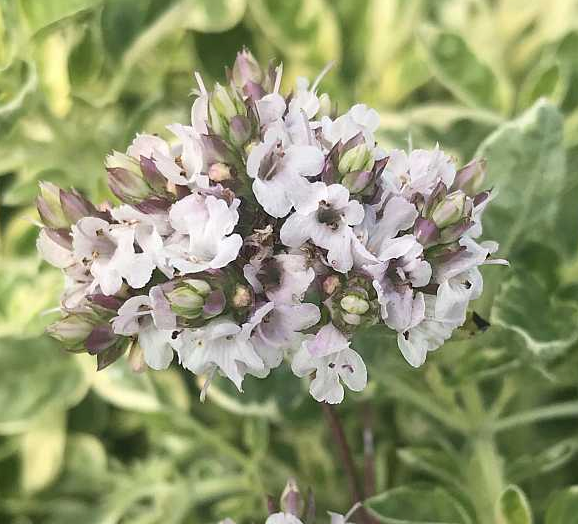 Origanum vulgare (Oregano) 'White Anniversary'