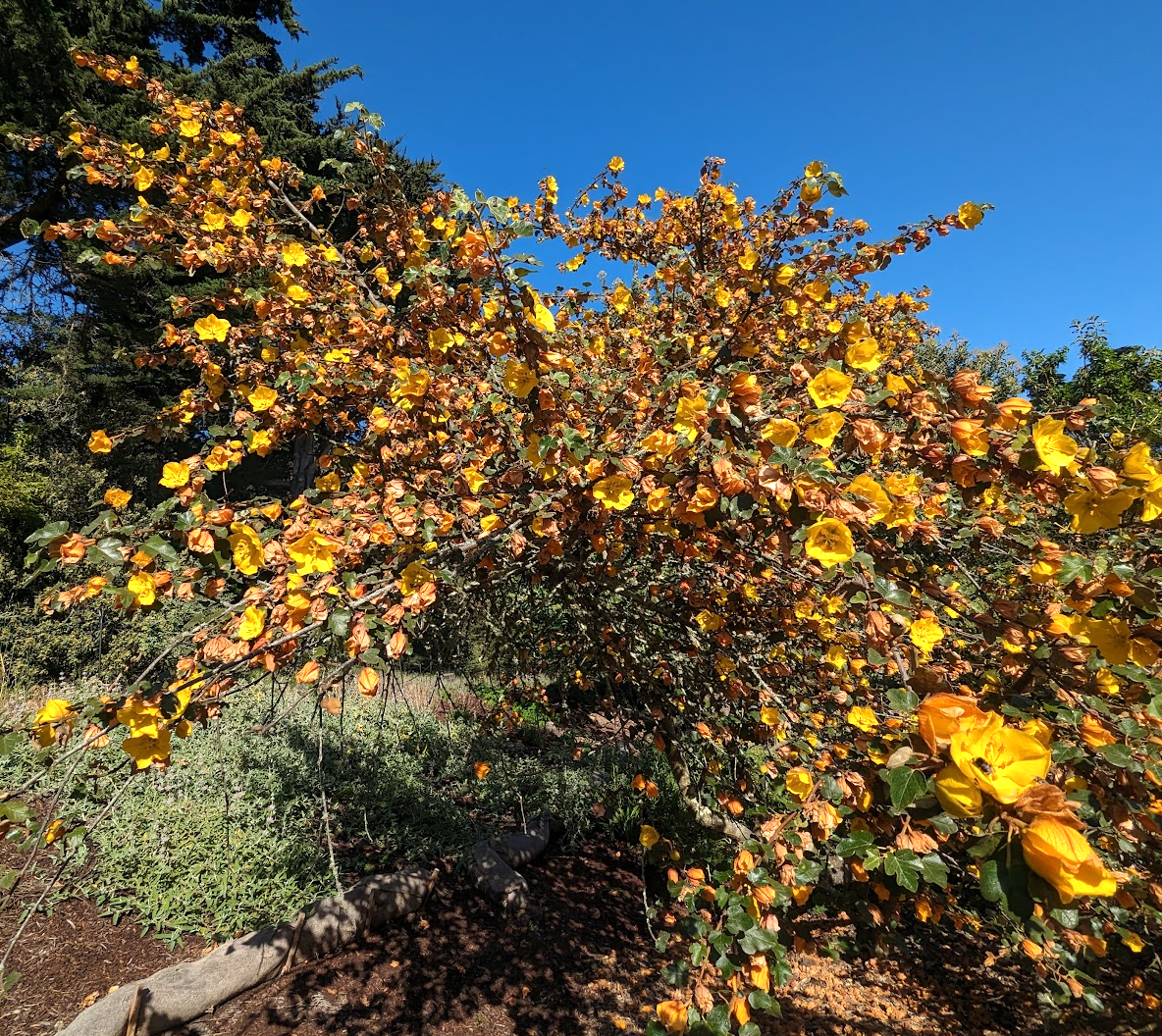 Fremontodendron 'California Glory'