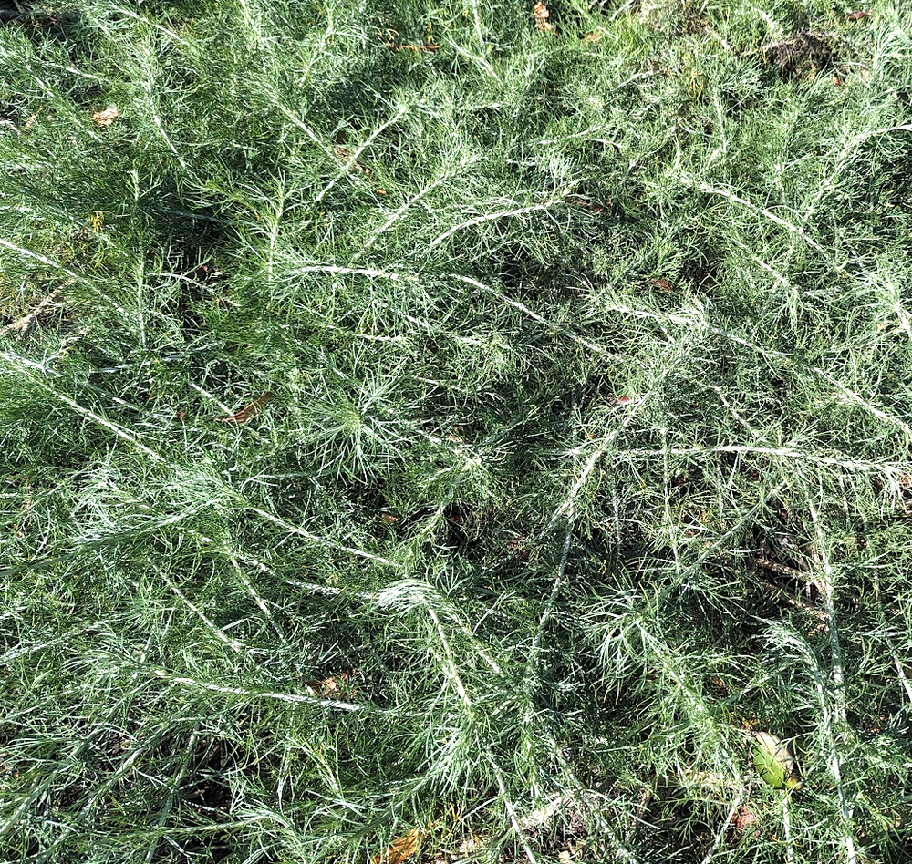 Artemisia californica 'Canyon Gray'