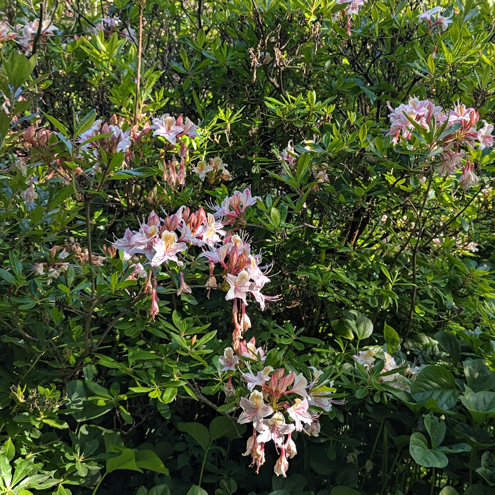 Rhododendron occidentale