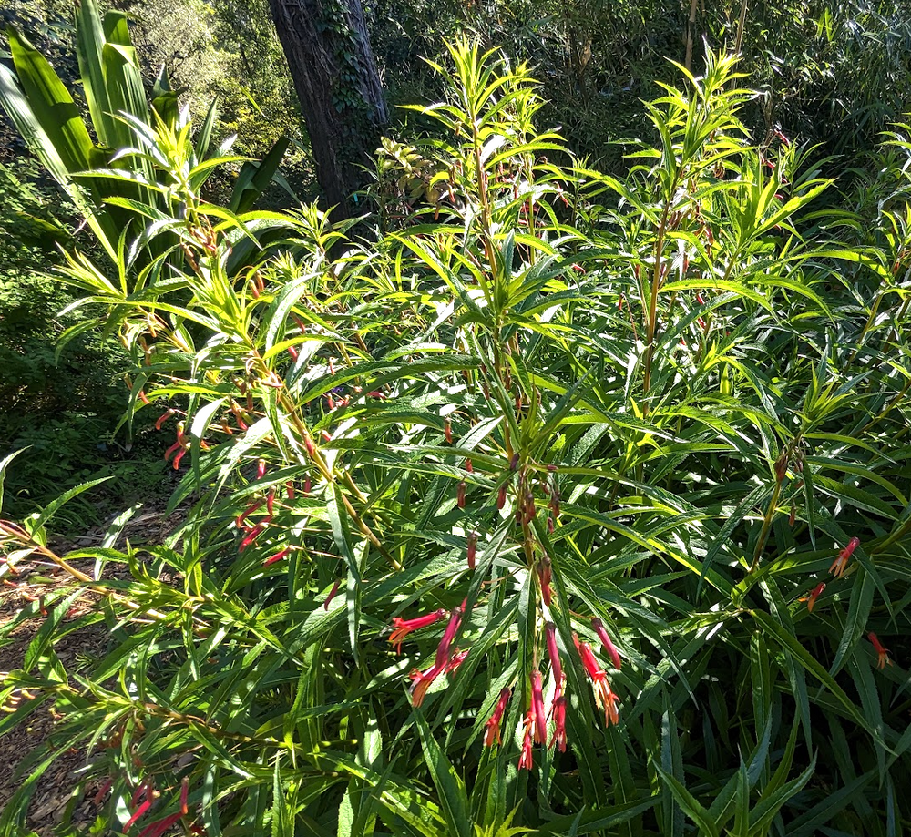 Lobelia laxiflora x linearis 'Helen Ewart'